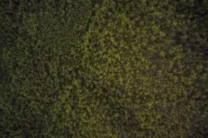 Leia mais sobre o artigo Ascensão de movimentos populistas na Europa em 2025