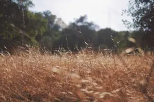 Leia mais sobre o artigo Impacto da moeda virtual na economia brasileira em 2025