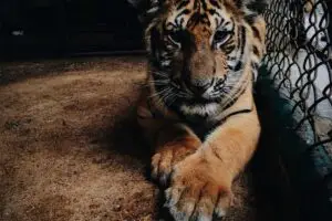 Leia mais sobre o artigo Principais tendências de criptomoedas para 2025 no Brasil