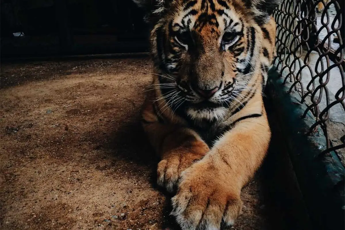 Leia mais sobre o artigo Impactos da digitalização no câmbio brasileiro em 2026