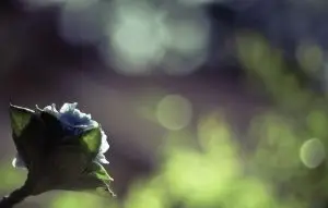 Leia mais sobre o artigo Desafios da Política Energética Global em 2026: O Que Esperar?